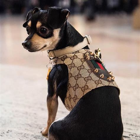 gucci designer dog harness.